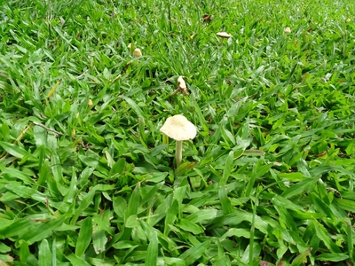 菇2