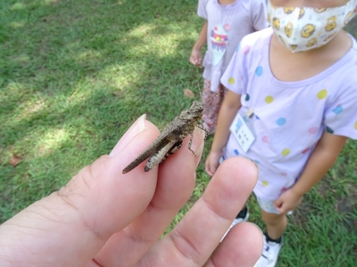 蚱蜢